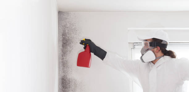  Coleman, TX Mold Removal Pros