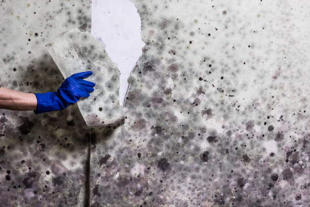 Reliable Coleman, TX Mold Remediation Solutions