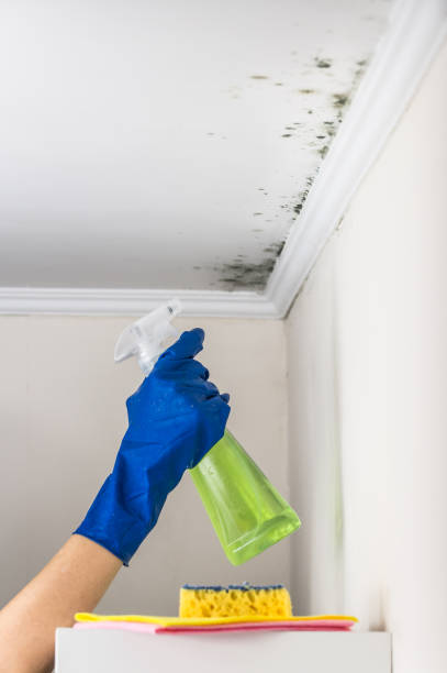 Best DIY Mold Remediation Support Services in Coleman, TX